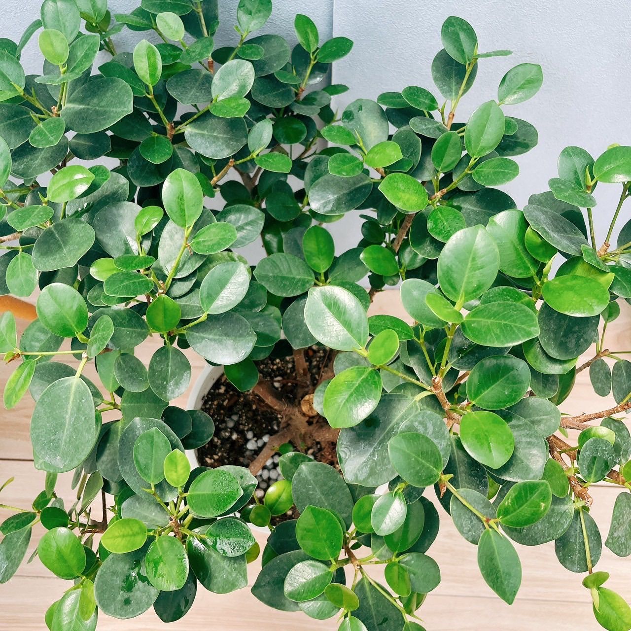 現品］【希少】9番 パンダガジュマル 8号 観葉植物 室内 レア ゴムの木