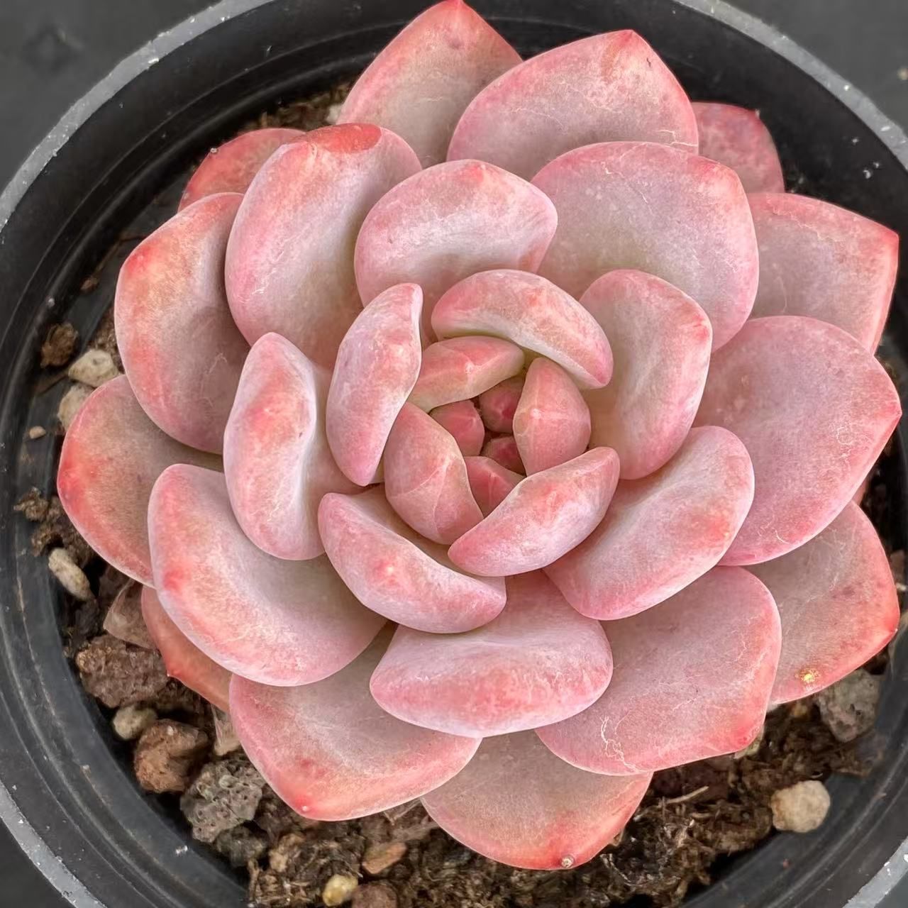 40株抜き苗セット】ピンクスノー 多肉植物 佐川急便発送 エケベリア