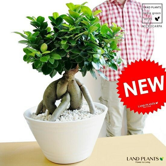 日本全国送料無料商品 | 特集 | 25センチΦの片口大鉢 人気の火風水土の