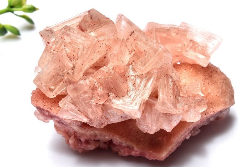 １点物 カリフォルニア産