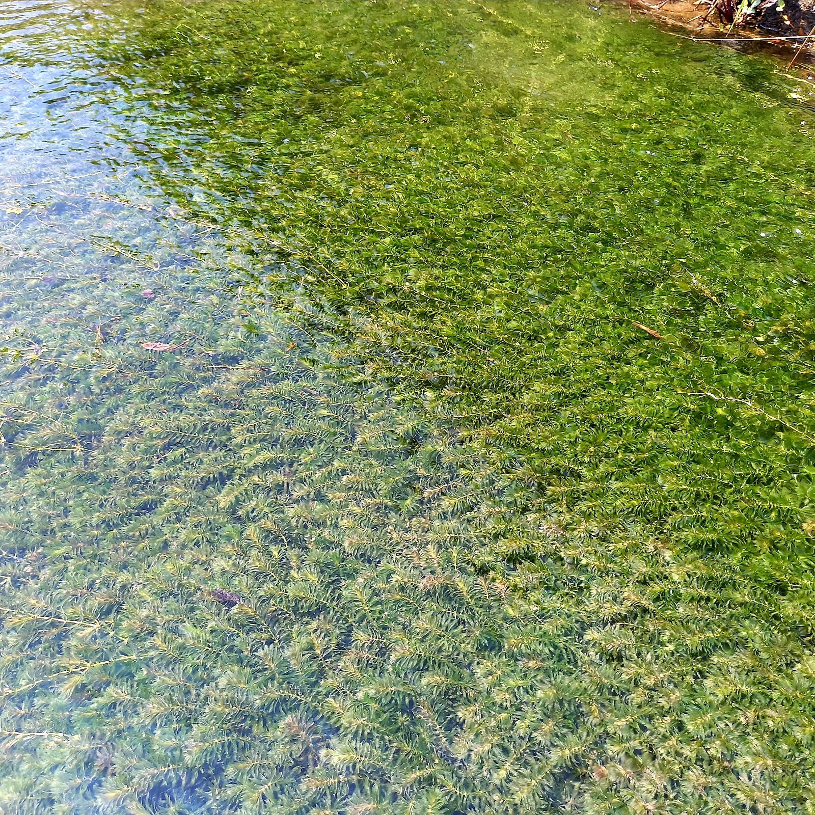 1000本以上 阿蘇の湧水で育った水草 天然アナカリス 1000本以上 阿蘇の湧水で育った水草 天然アナカリス 魚用品・水草
