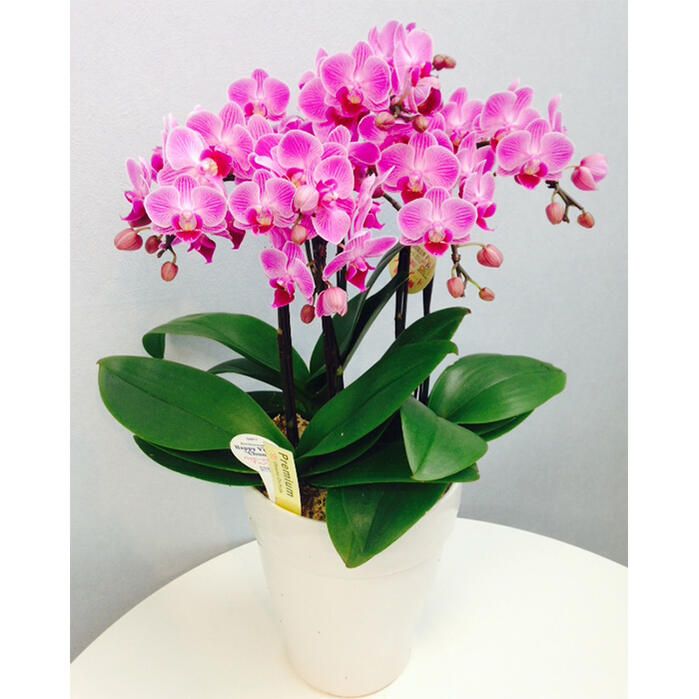 洋蘭 胡蝶蘭 ミディ胡蝶蘭 ファレノプシス チェリー こちょう