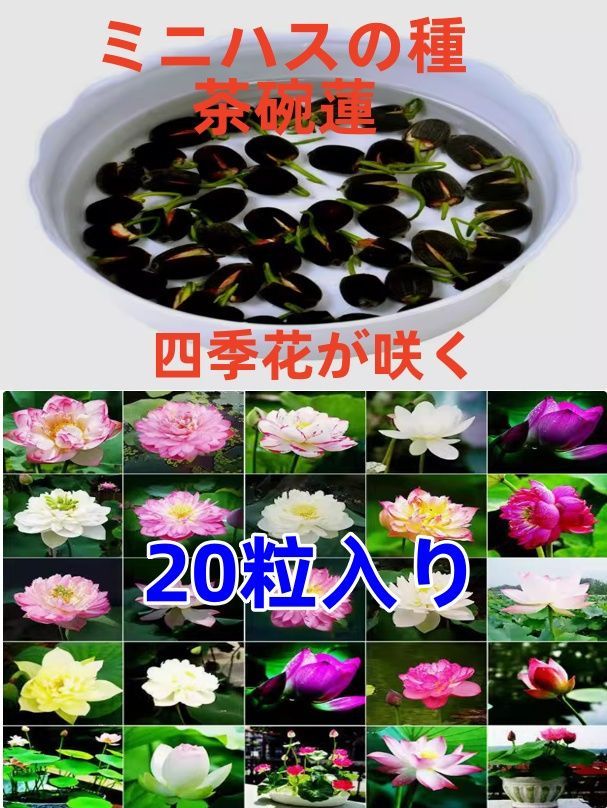 ミニハスの種　茶碗蓮　蓮子の種　ハスの種　混色　屋内外植付け可能　40粒入り　超お得な値段設定 ミニハスの種 茶碗蓮 ハスの種 屋内外植付け可能 蓮の種 10