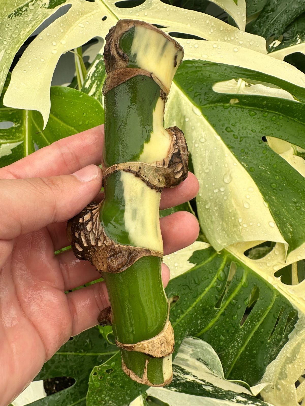 お得な極上茎【発根済み】斑入り モンステラ ホワイトタイガー
