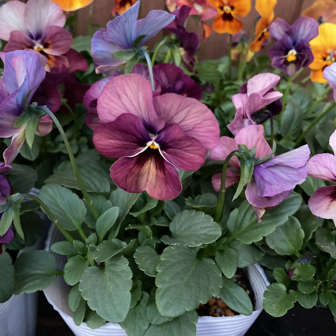 アンティークカラーのビオラ 9ポットセット お得♪ - メルカリ