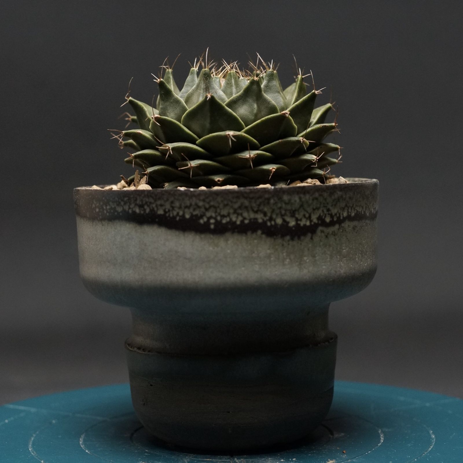 Obregonia denegrii オブレゴニア デニグリー 帝冠 管理2395