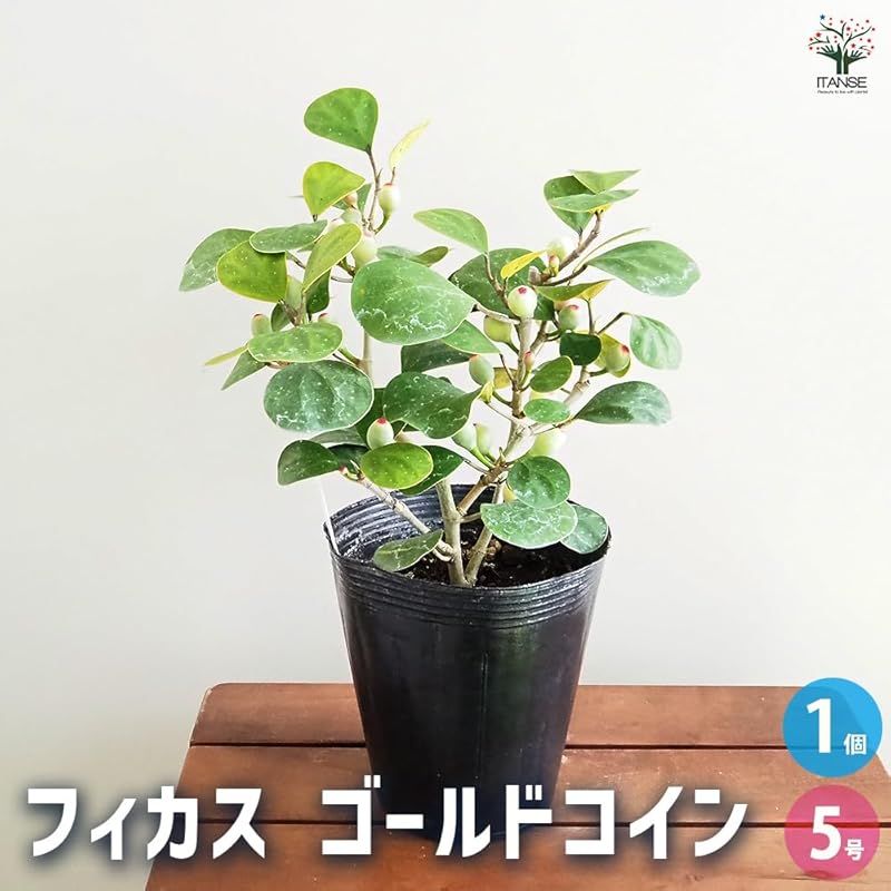 ITANSE フィカス ゴールドコイン 3号 1個売り 観葉植物 学名 Ficus deltoidea クワ科 原生地 インド~東南アジア 和名 小判菩提樹 コバンボダイジュ 葉は丸みのある三角形 表面は厚みがあり濃い緑色 葉脈が根元から放射 0
