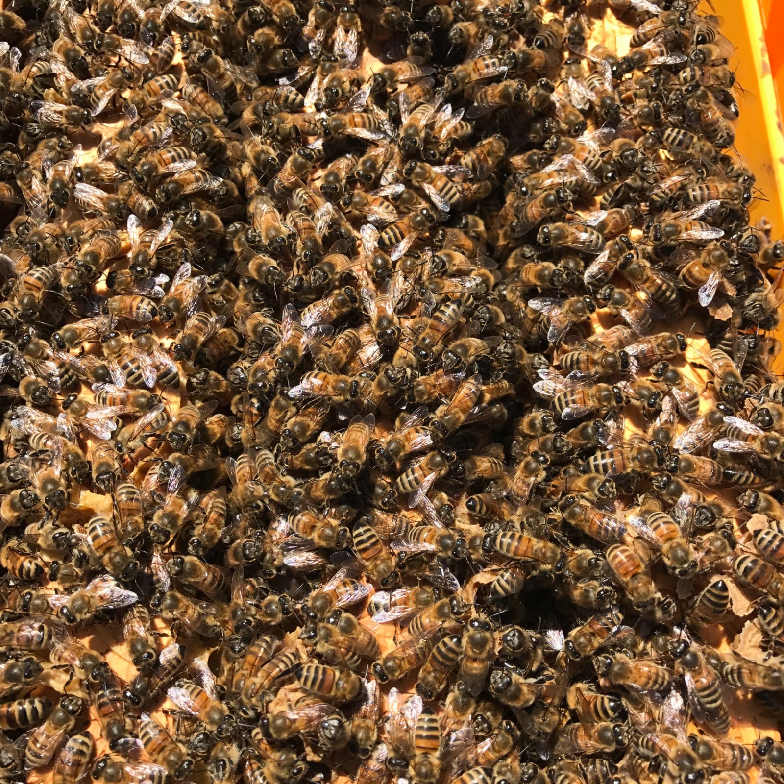 信州百花蜂蜜　りんご・そば1kg 5月採蜜　非加熱　生ハチミツ 信州百花蜂蜜 りんご・そば600g R6年5月採蜜 非加熱 生ハチミツ