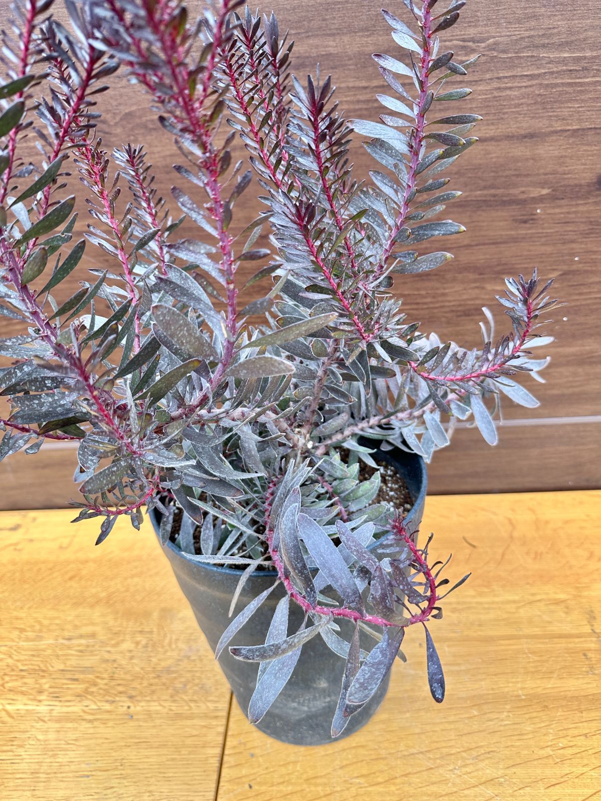 希少 『リューカデンドロン デュリフ』 オージープランツ 希少×黒葉×大株】④ リューカデンドロン デュリフ オージープランツ 8