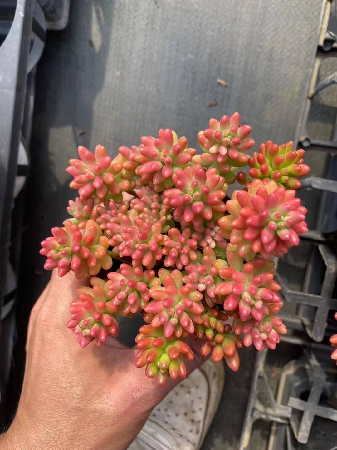 24株の抜き苗セット】虹の玉錦 多肉植物 佐川急便発送