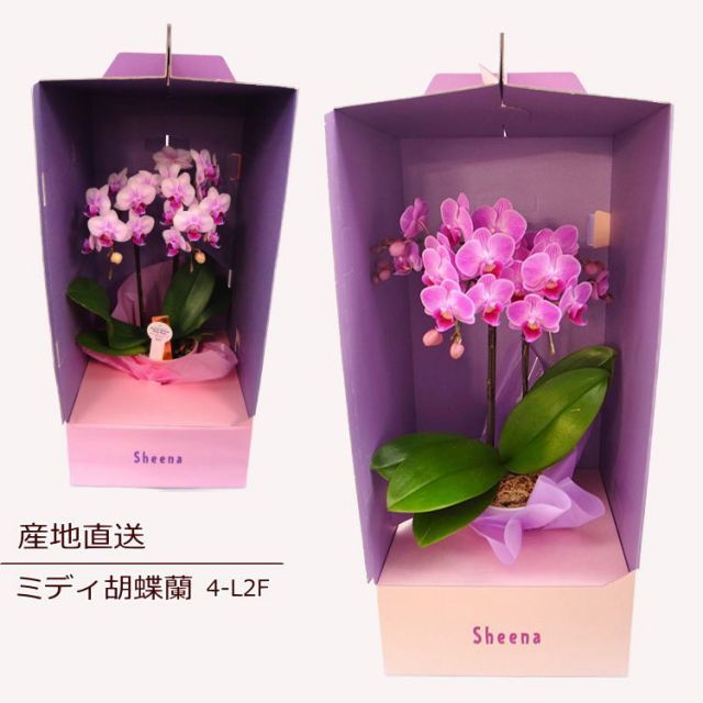 多肉植物 プリドニス錦 大苗 抜き苗【特定記録付】 多肉植物 赤霞錦 2