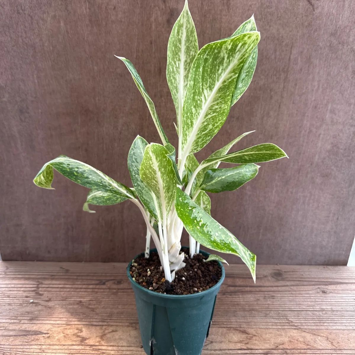 アグラオネマ 2個セット アグラオネマアンダマン/アグラオネマロータス