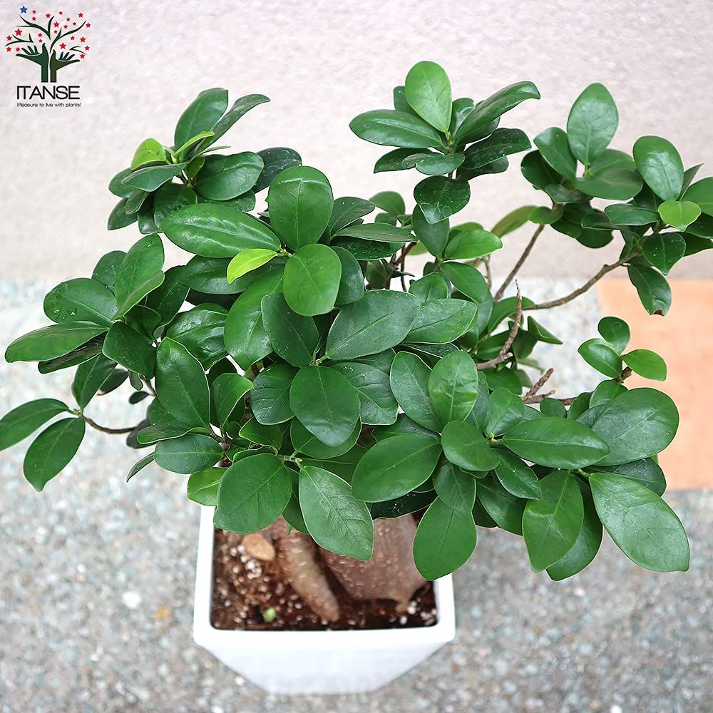 地植えにされているガジュマルはこの気