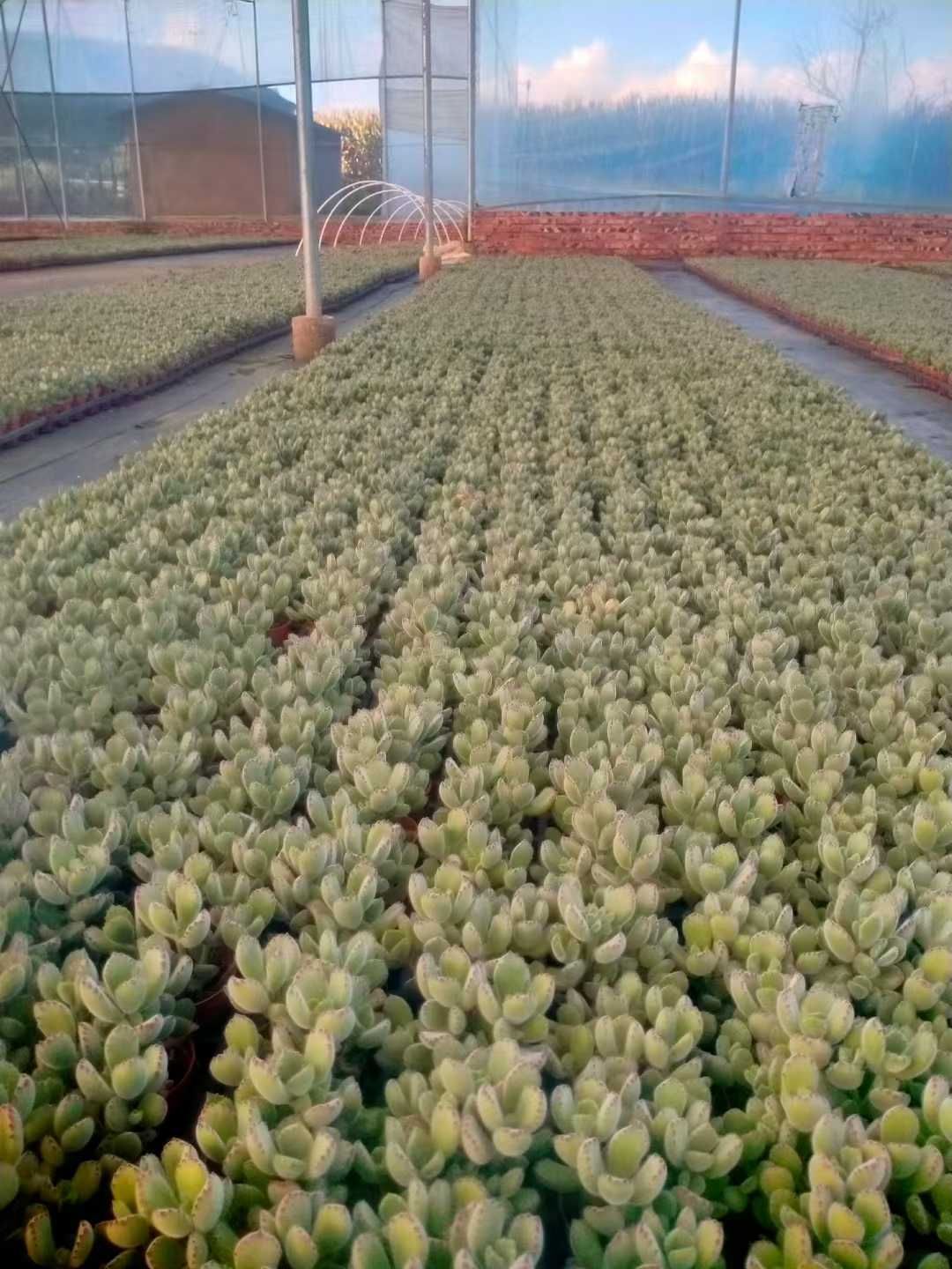 グラプトペタルム 韓国苗