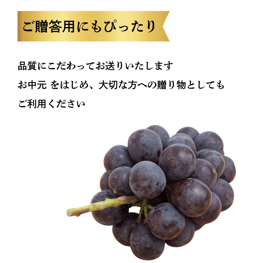 約500g×2房 岡山産ピオーネ