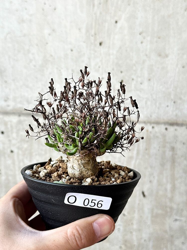 【現品限り】チレコドン・レティキュラータス 万物想 鉢直径10.5cm【O56】 Tylecodon reticulatus【植物】塊根植物 夏型 コーデックス