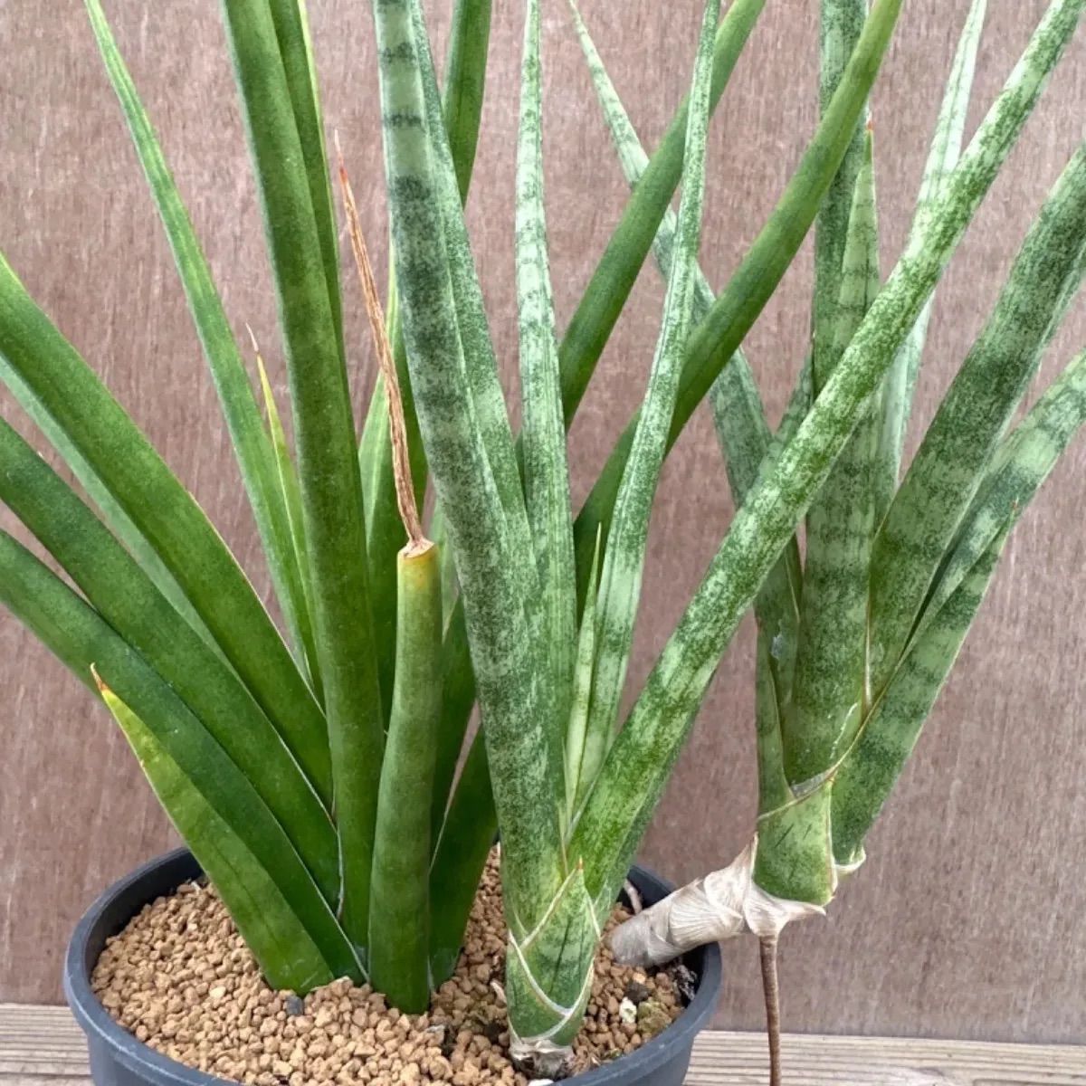 サンセベリア ブンルートーチ ハイブリット③ Sansevieria bunlue