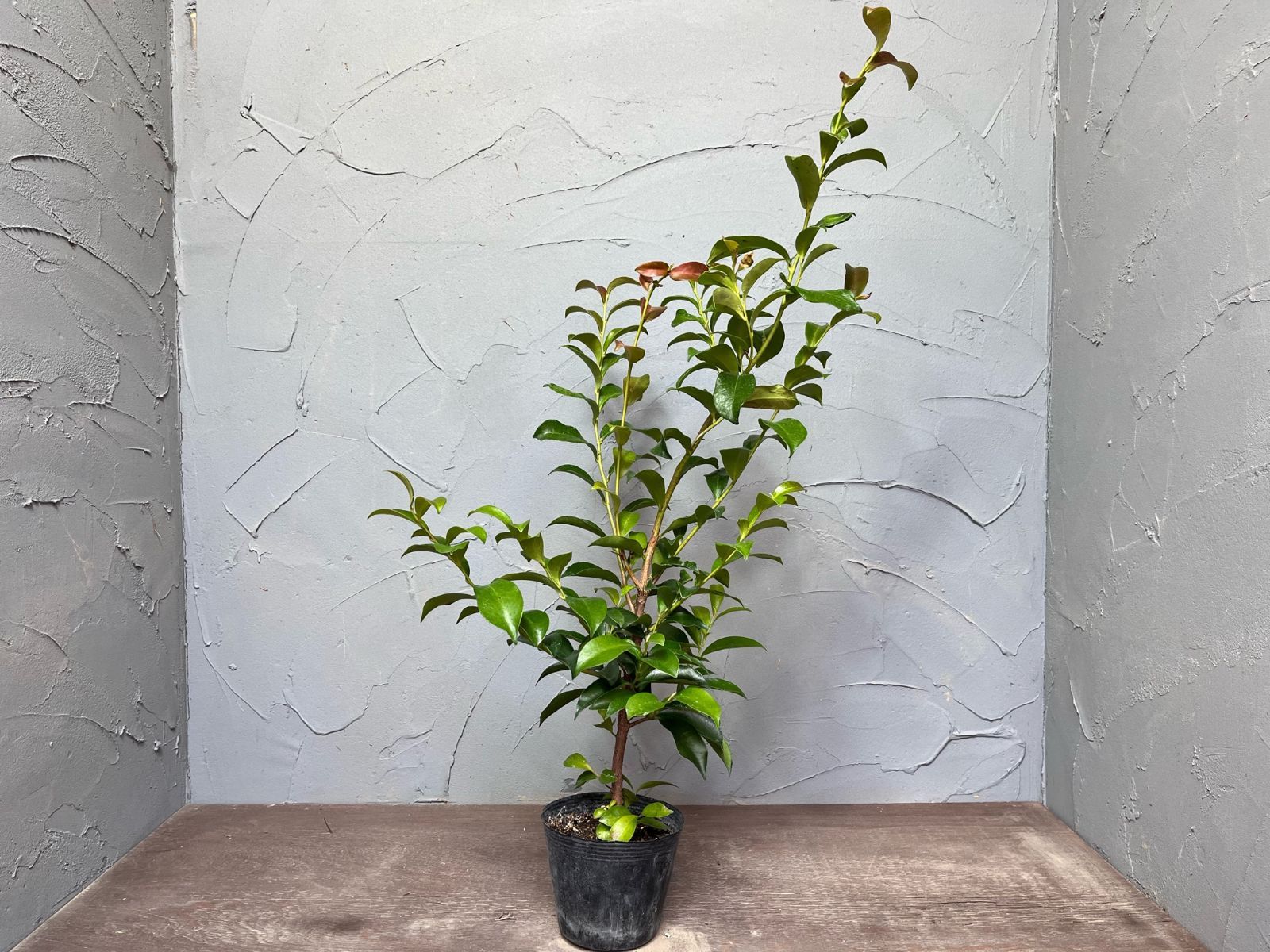 希少》ヒッポフェアオイデス/R.hippophaeoides【現品】60726 【公式通販】