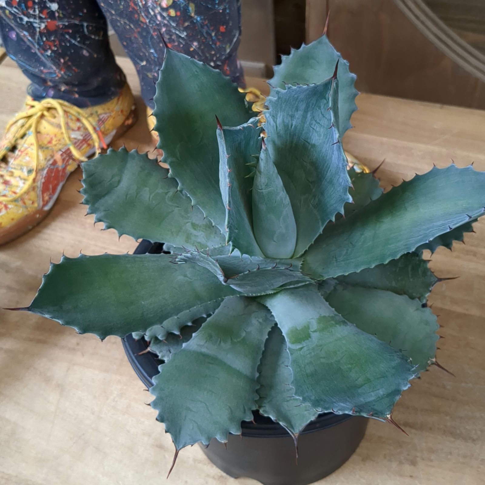 アガベ シャウィー × イシスメンシス 【 ハイブリッド 】早いもの勝ち