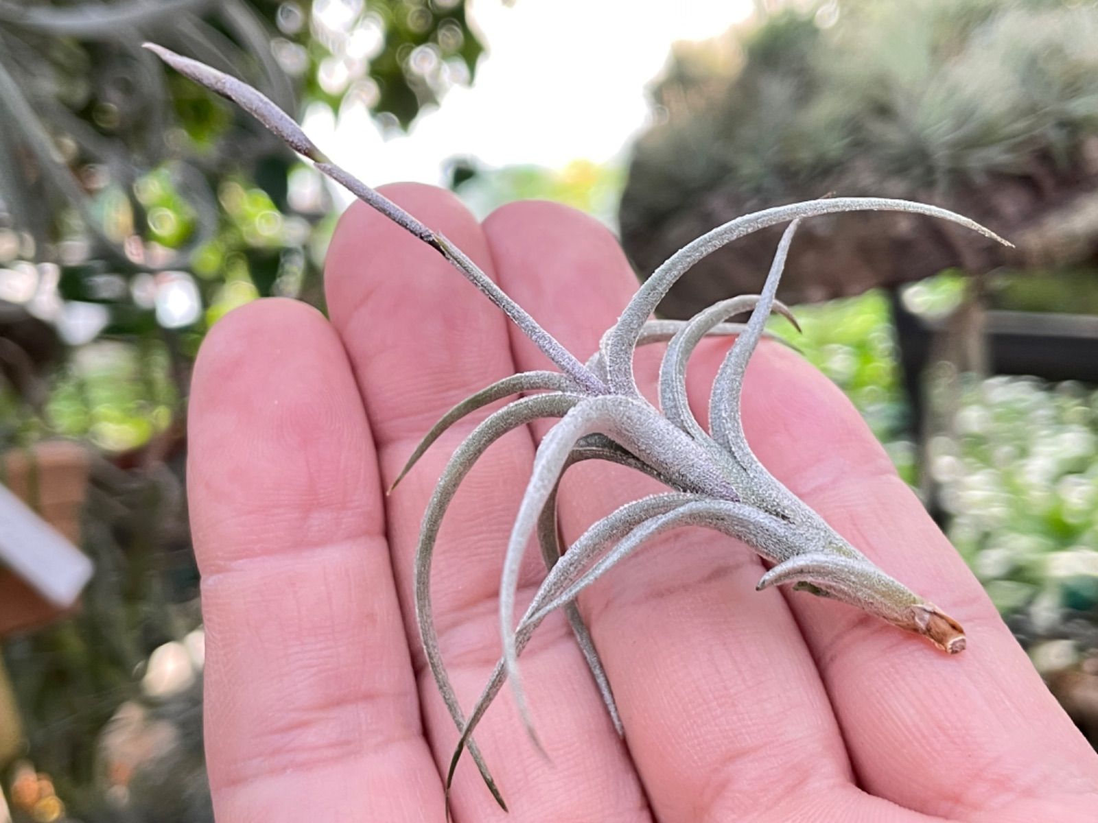 ペイラノイ アルバ peiranoi ティランジア チランジア Tillandsia ペイラノイ アルバ peiranoi ティランジア チランジア Tillandsia