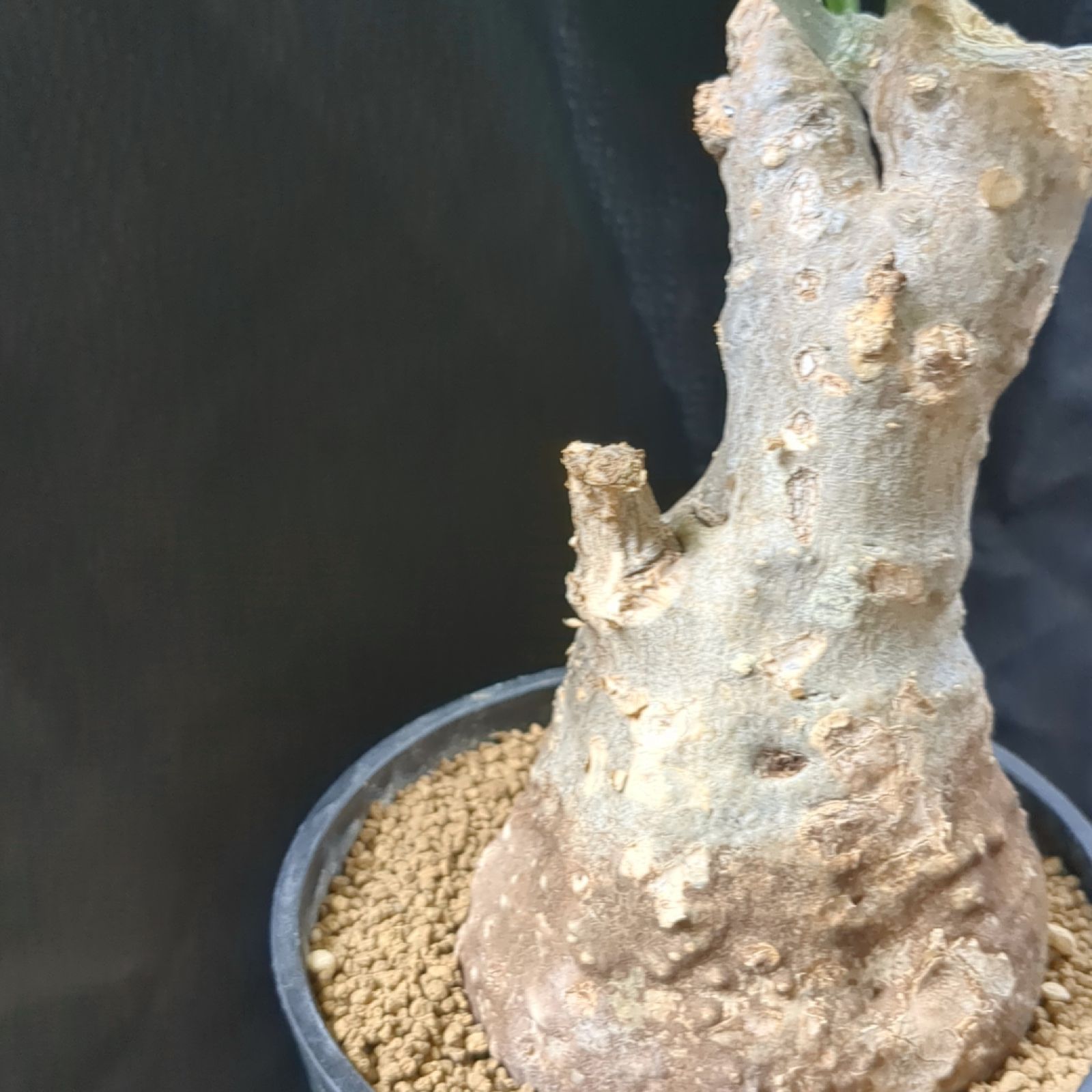 【週末限定SALE】フォッケア ムルチフローラ 現地球 フォッケア・ムルチフローラ2 | 塊根植物 ロッキー パキカウル