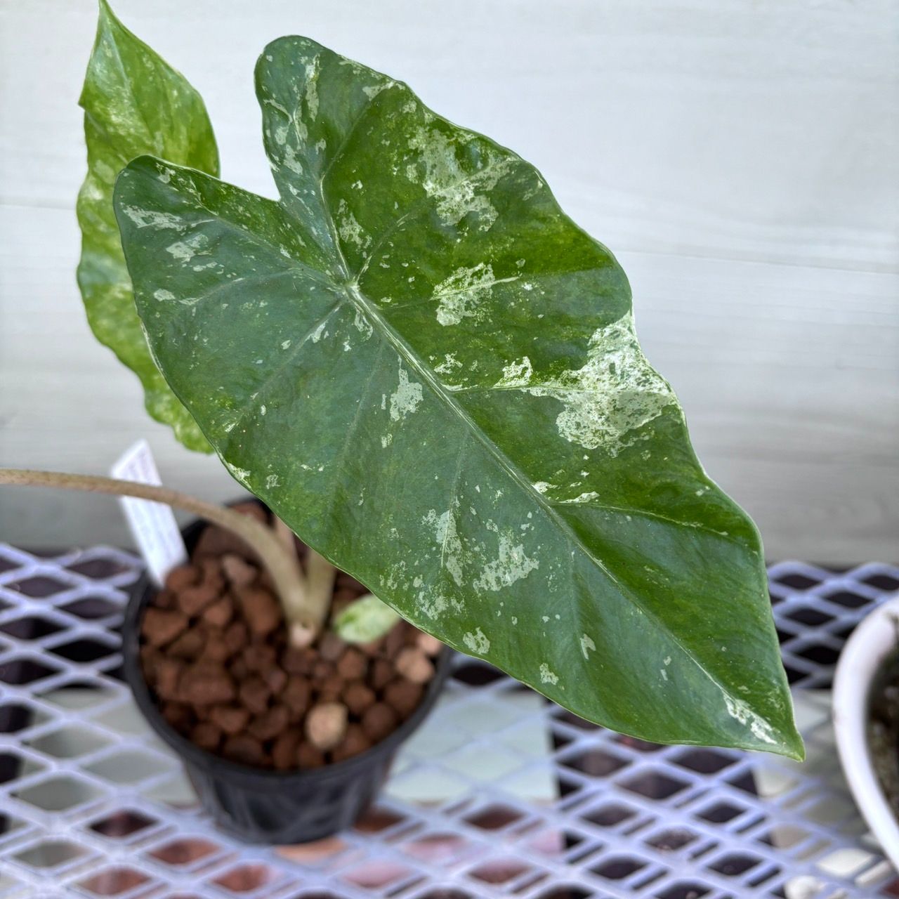 ラスト1株】アロカシア マクロリザ スプラッシュ 斑入り Alocasia