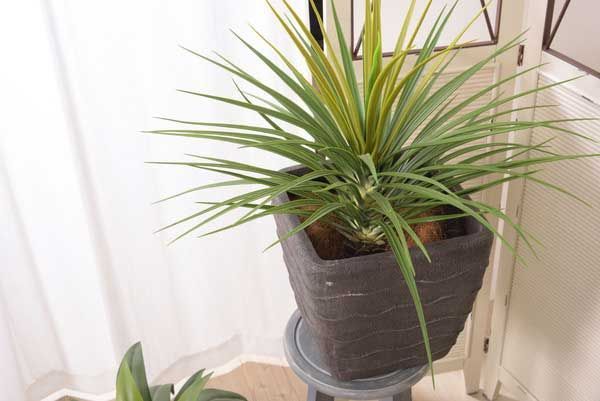 ミニパイナップル