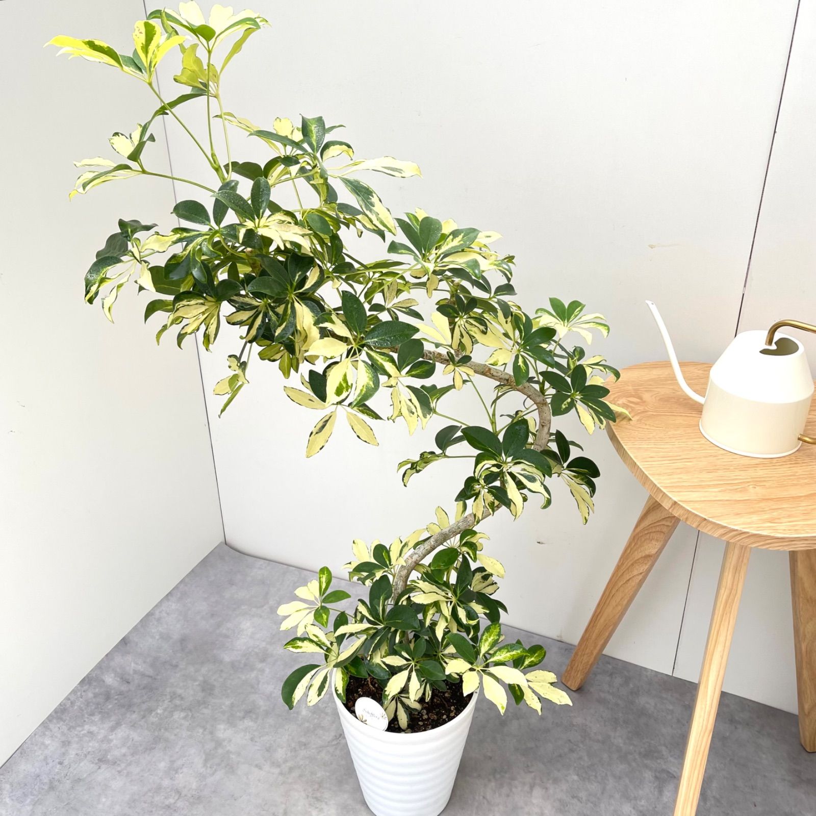 シェフレラ グランディー 曲がり 2【現品】観葉植物 室内 斑入り