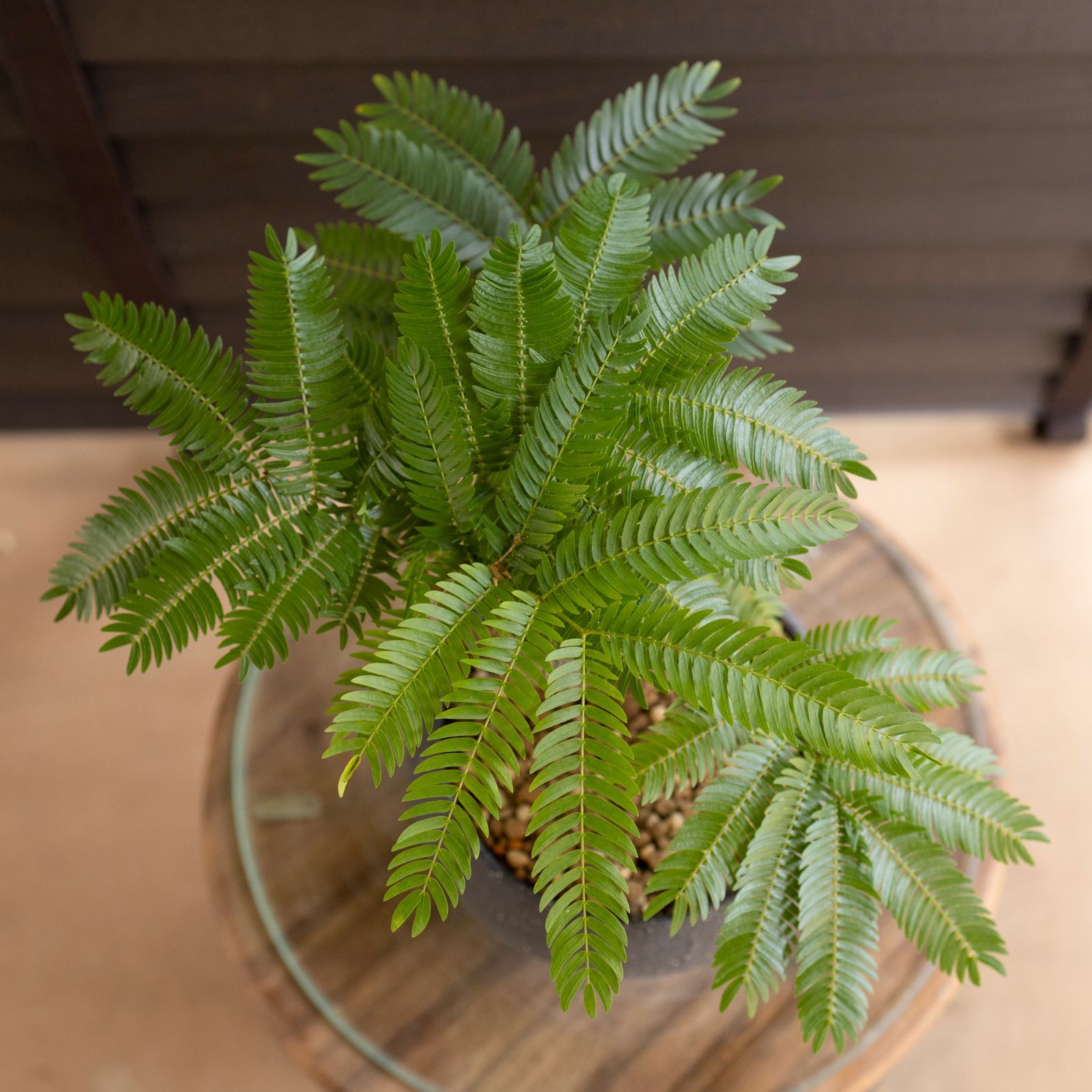 盆栽 エバーフレッシュ 曲がり仕立て 5号陶器鉢 Ever fresh BONSAI