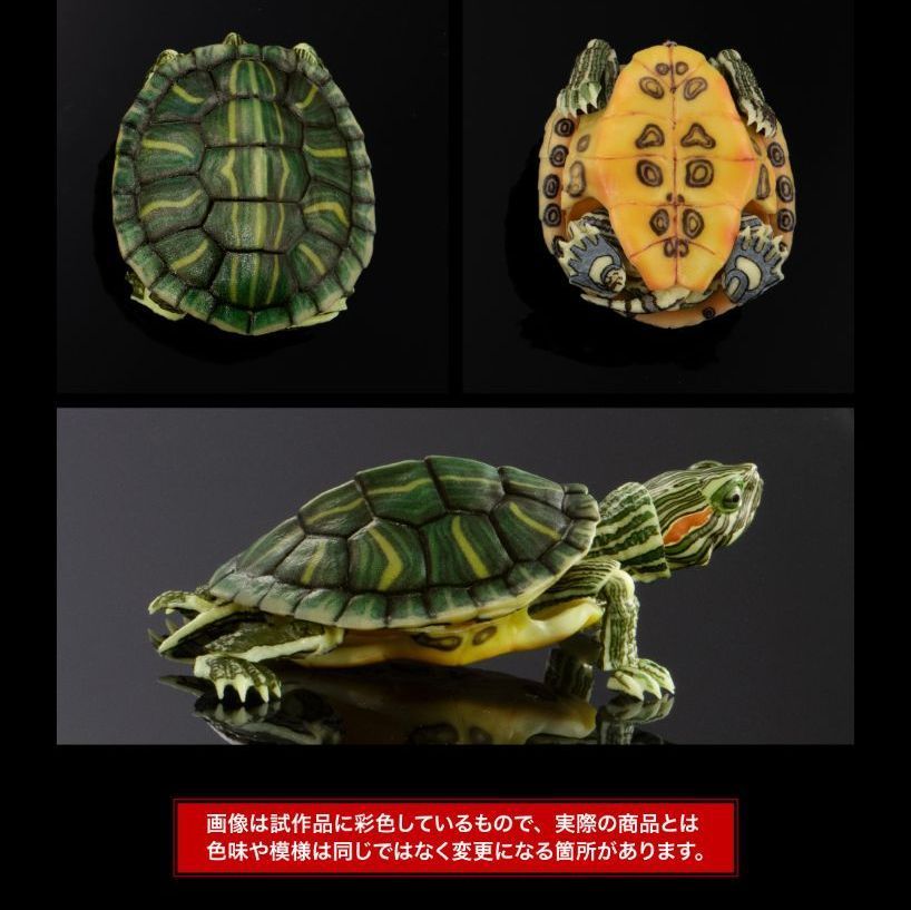 BANDAI☆PREMIUM GASHAPON☆いきもの大図鑑アドバンス カメ01