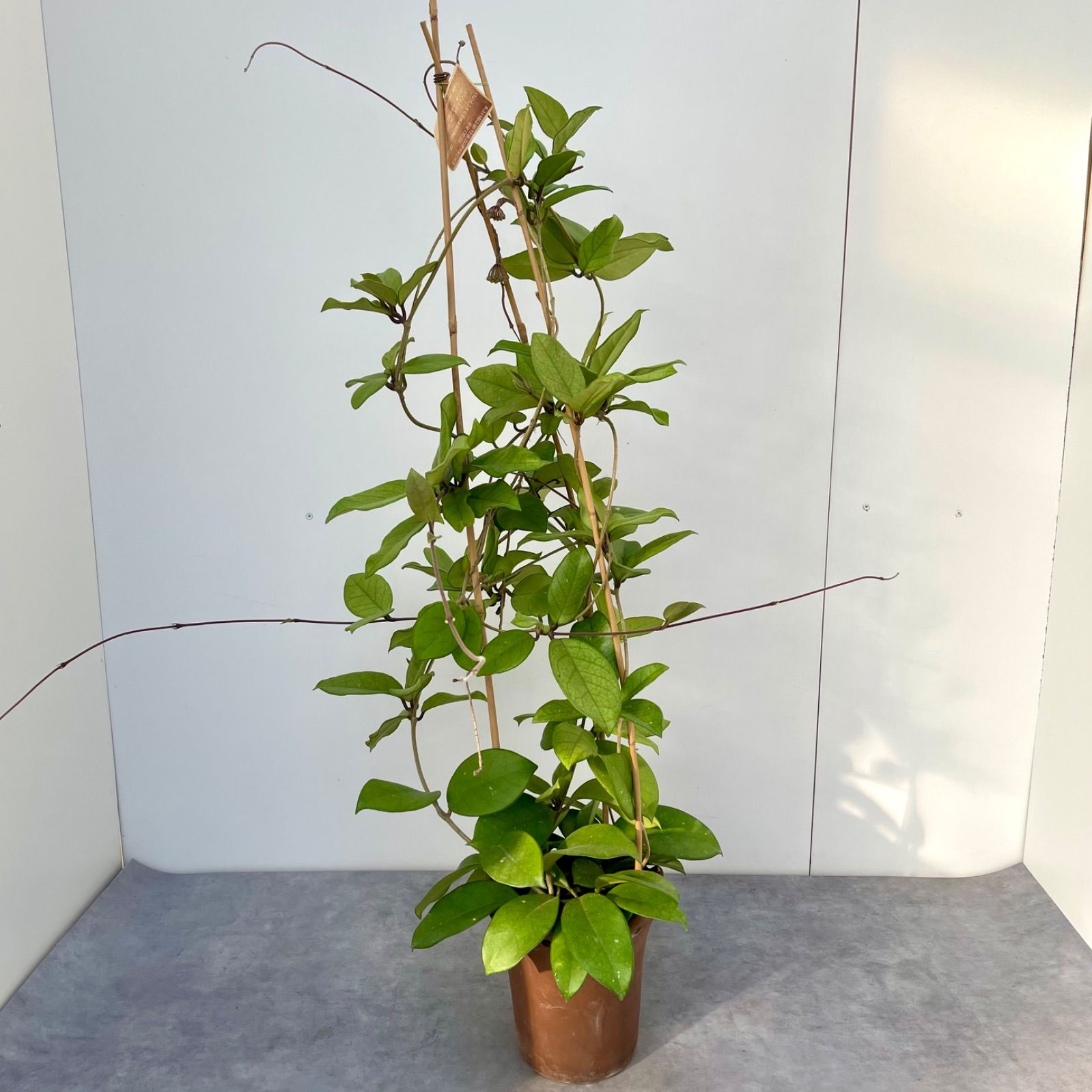 観葉植物