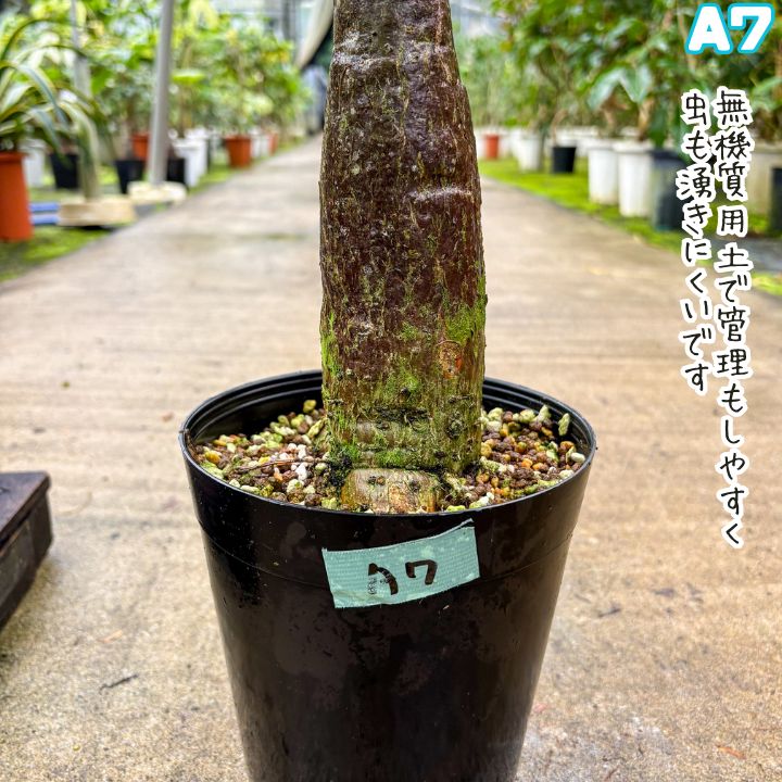 希少！パキラムーンライトA9・五ヶ所接ぎ木・枝分岐パラソル