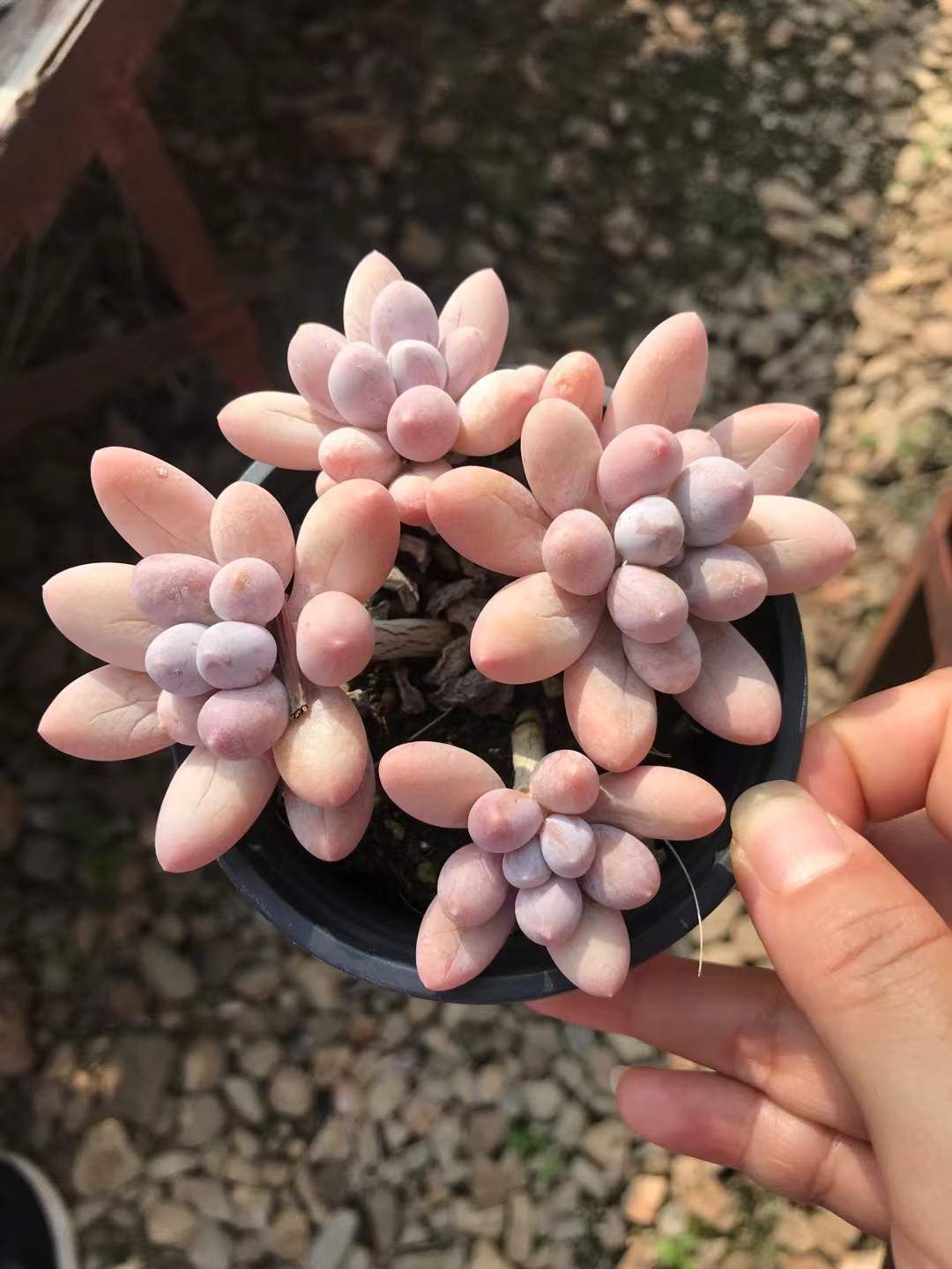 18株の抜き苗セット】パルファムフィンガー 多肉植物 佐川急便発送