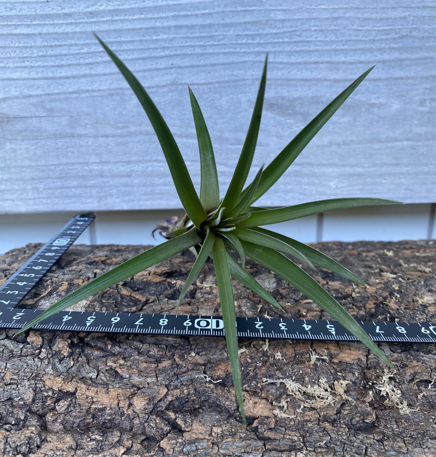 Tillandsia magnispica