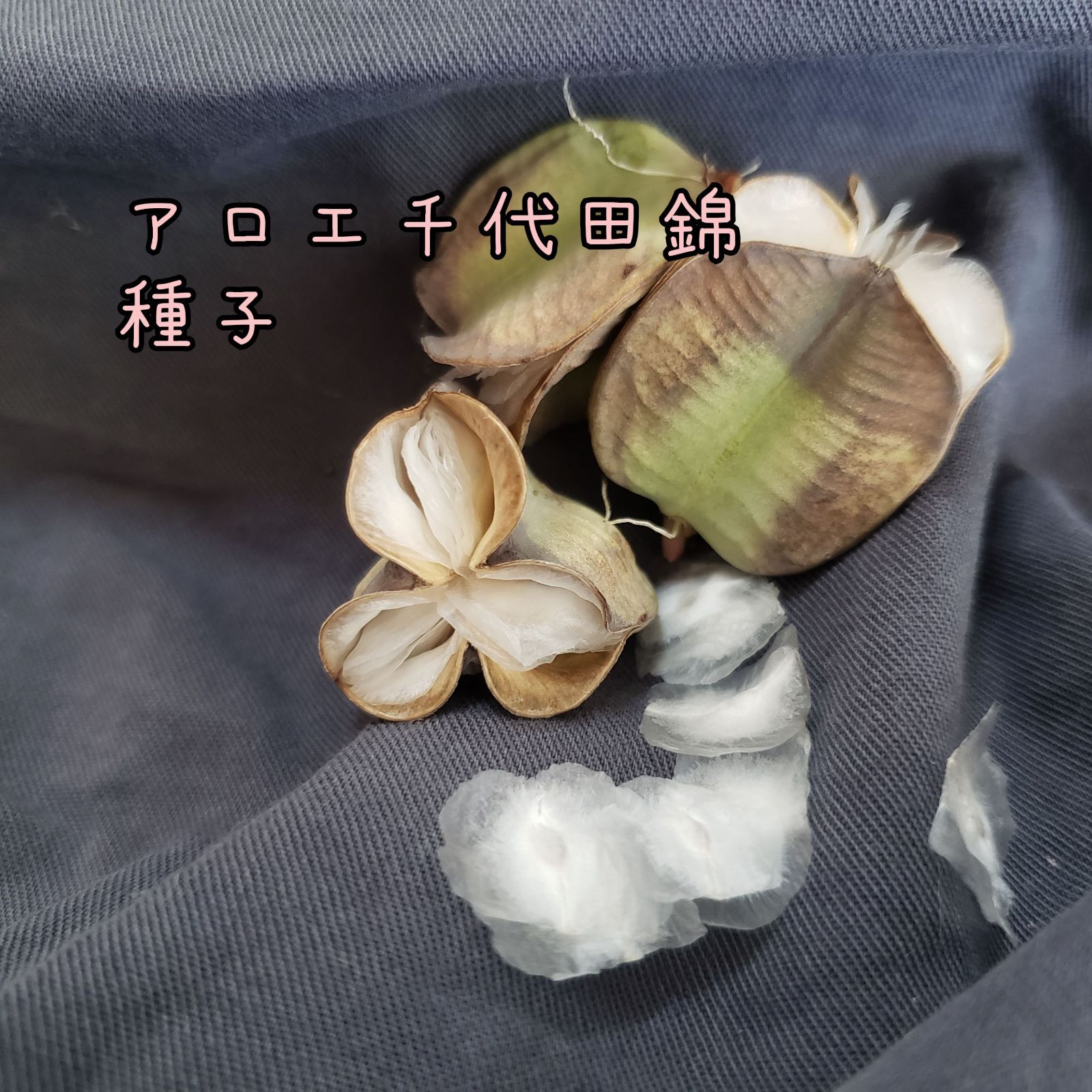 M*X様 大疣 アロンソイ 選抜 鉢植え メルカリ便送料込み 2025年最新】アロンソイの人気アイテム - メルカリ