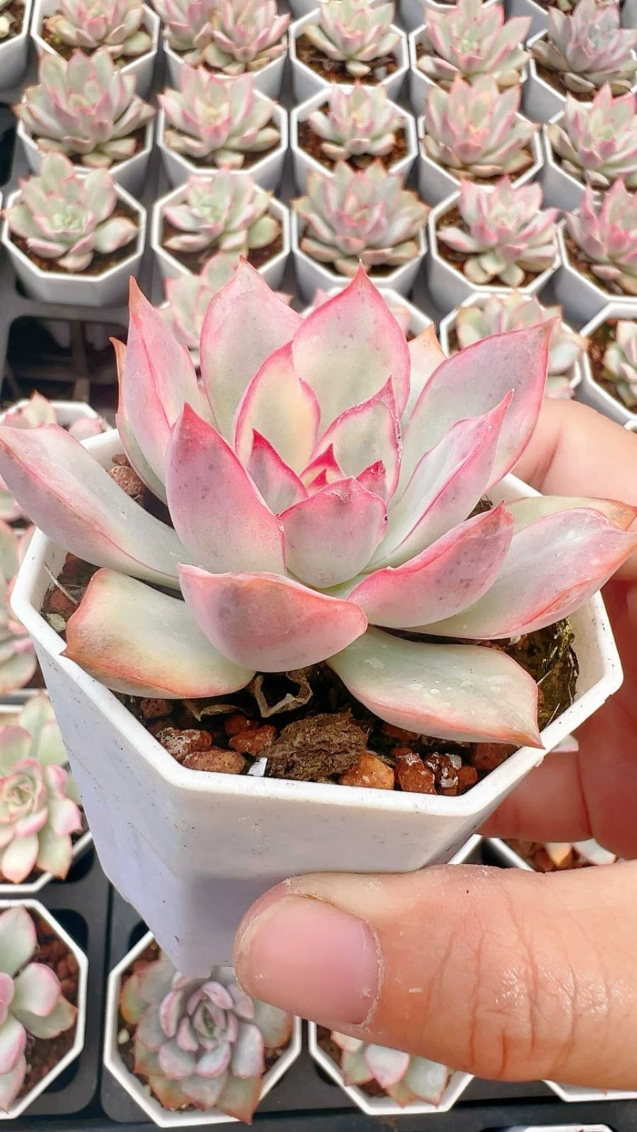 アエオニウム抜き苗セット 多肉植物 アエオニウム カット苗 セット