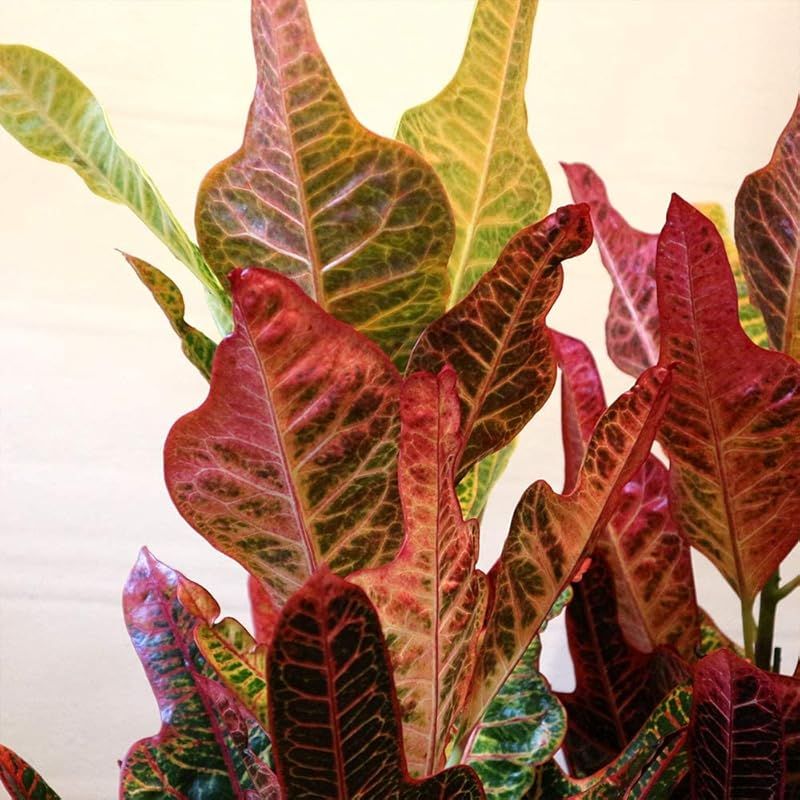 トウダイグサ科