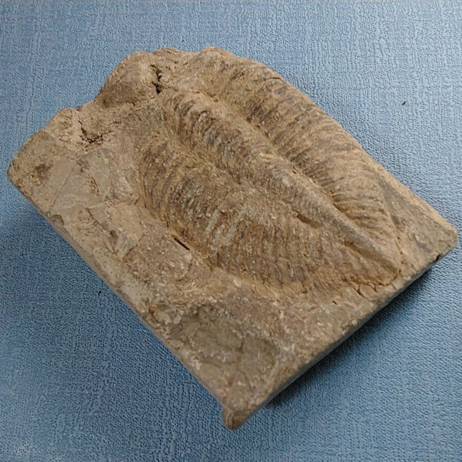 三葉虫化石コロノセファルス(Coronocephalus)・中国：四川省：古生代