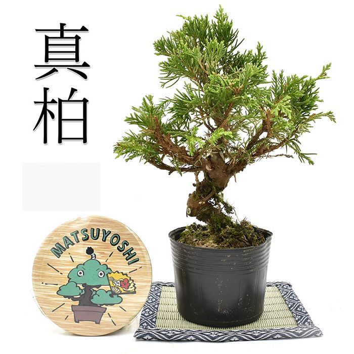 盆栽 糸魚川真柏 素材 苗木 15ｃｍ ミニ盆栽 小品盆栽 bonsai - メルカリ