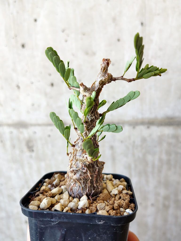 堀夏喜　クッション　レア　実写　BUTTERFLY EFFECT　会場　ガチャ zz-13126500030_2903-1.jpg?