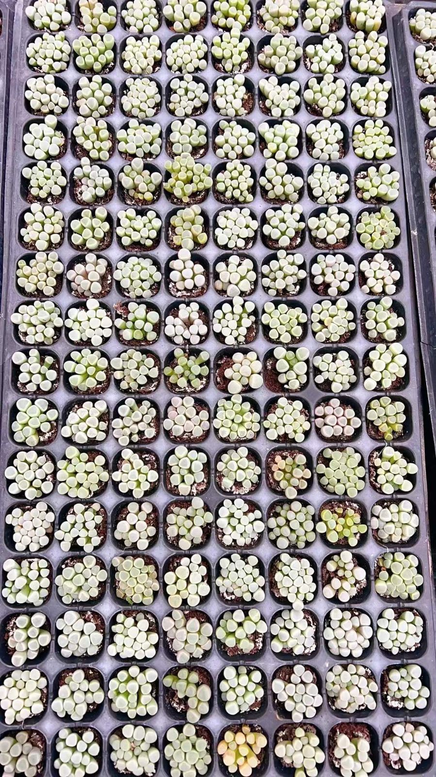 LL1011×105 イソレイギョク 土付き 肉厚 多肉植物 アエオニウム エケベリア 韓国苗