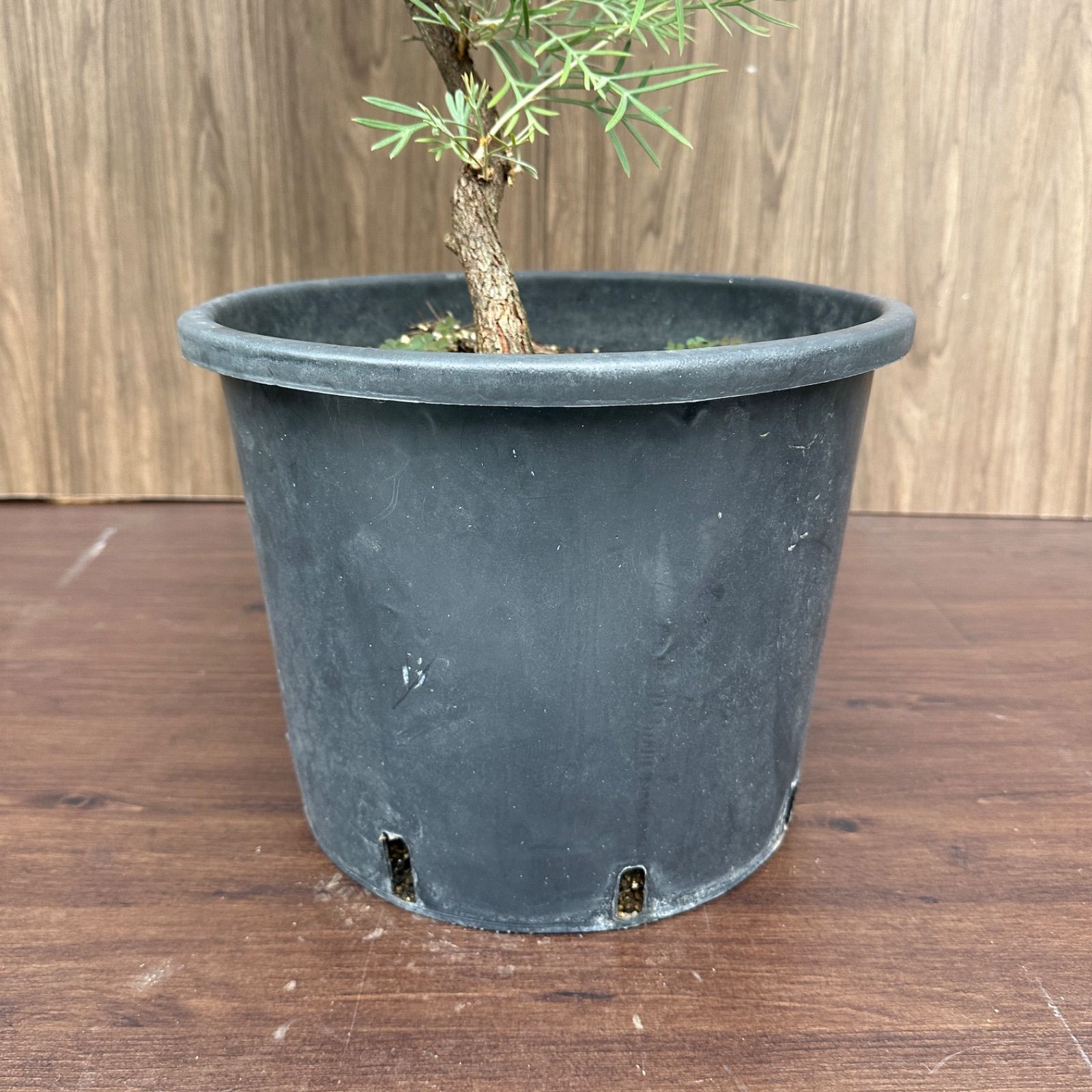 スピリットオブアンザック