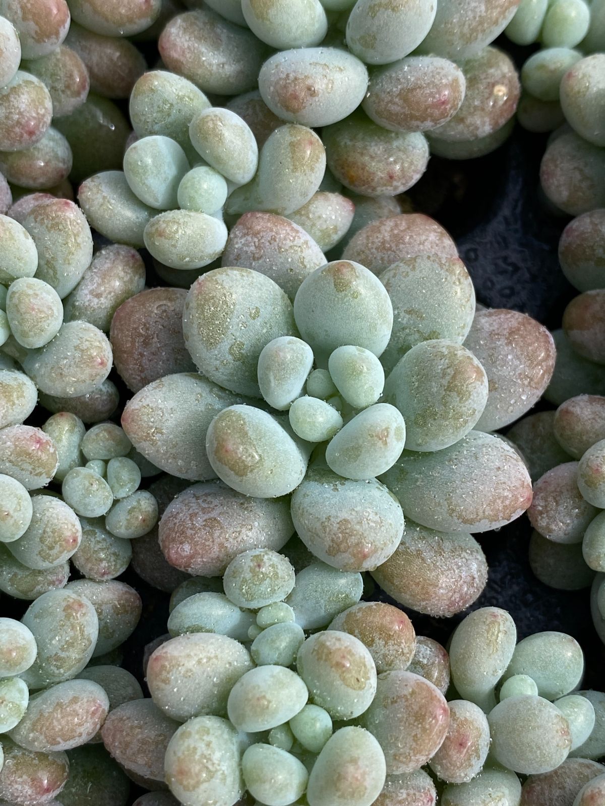 多肉植物  ❤️エボニー ジゼル ❤️吉赛尔❤️ 1大頭12cm!拔き苗！ 多肉植物 ❤️エボニー ジゼル ❤️吉赛尔❤️ 1大頭12cm!拔き苗！