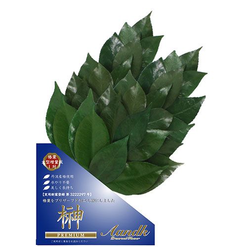 A-K 榊 丹波産 椿葉使用 Mサイズ ボリュームタイプ 一対 SKK-007PL