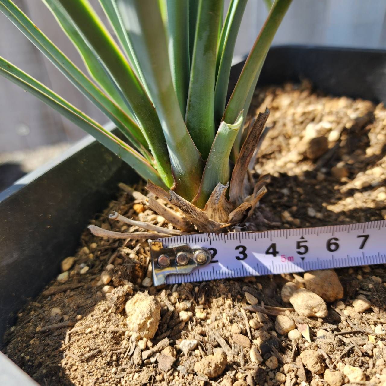 #53 ユッカリギダ Yucca rigida （発根済） 53 ユッカリギダ Yucca rigida （発根済）（148.ユッカ リギダ