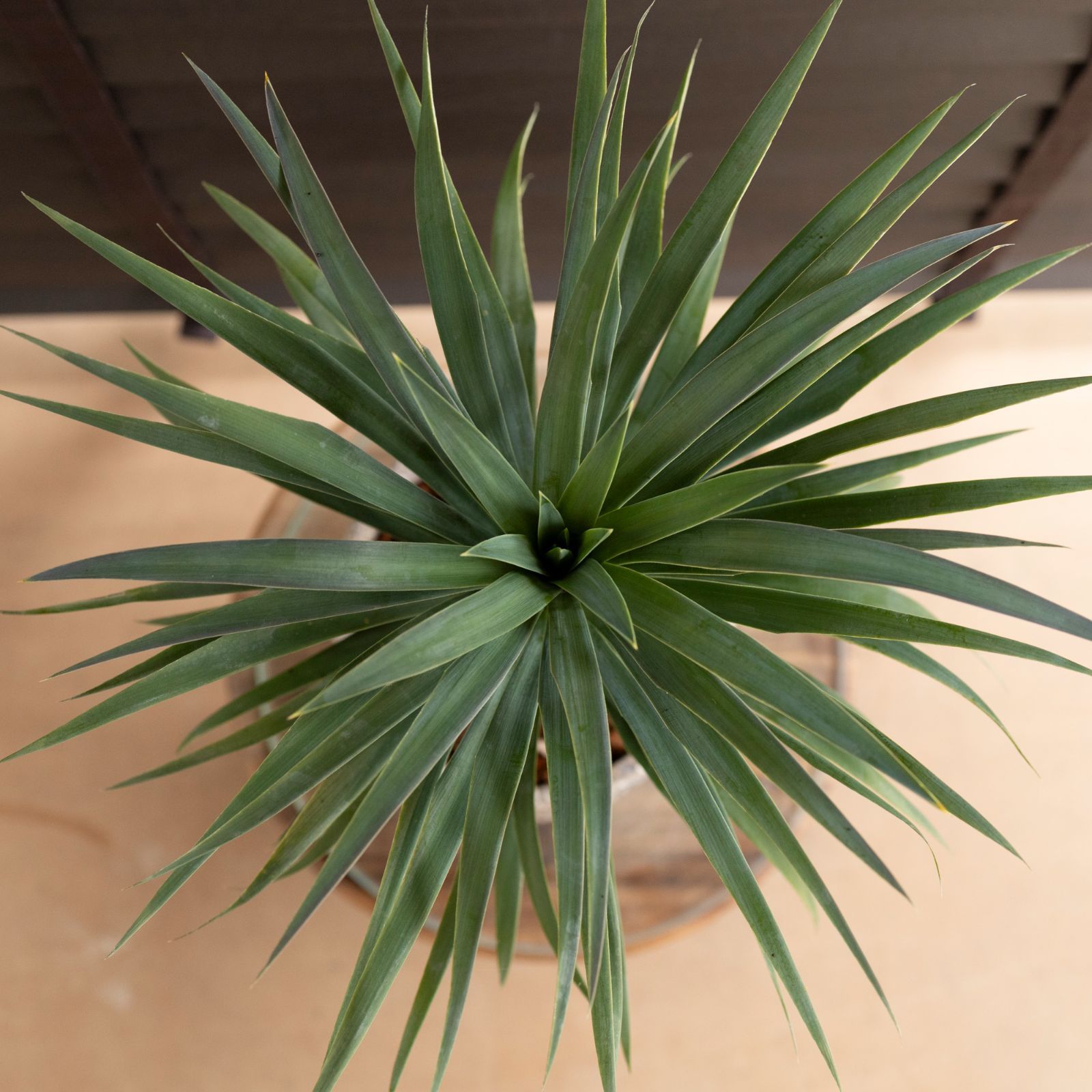 ユッカ マルデヌベスロストラータ 発根済み ユッカ マルデヌベス ver