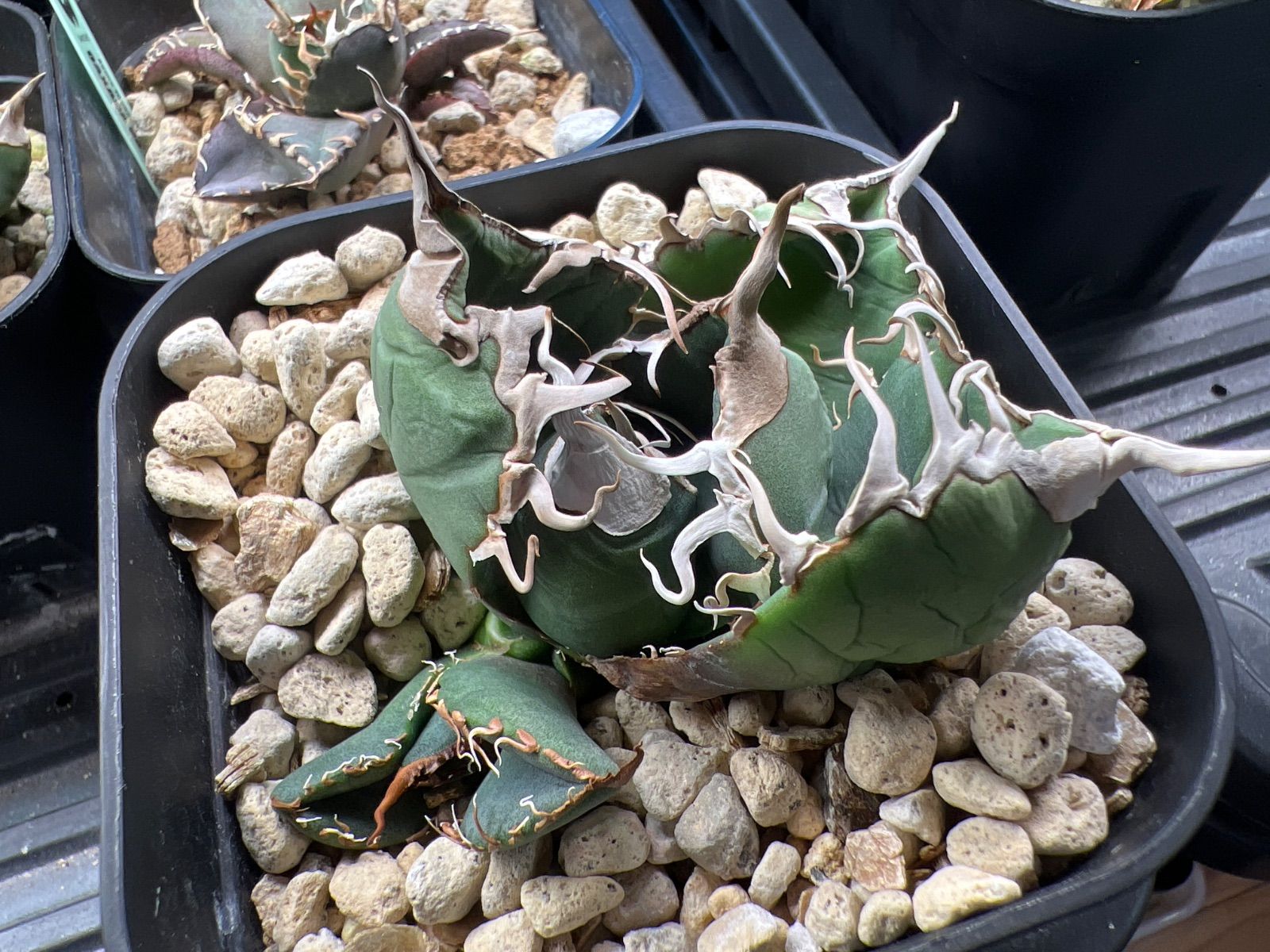 アガベ　チタノタ　スーパーチタノタ　悪魔くん　スパチタ　大株　バケモノ　子株付き スパチタ 悪魔 バケモノ アガベ チタノタ スーパーチタノタ 悪魔くん