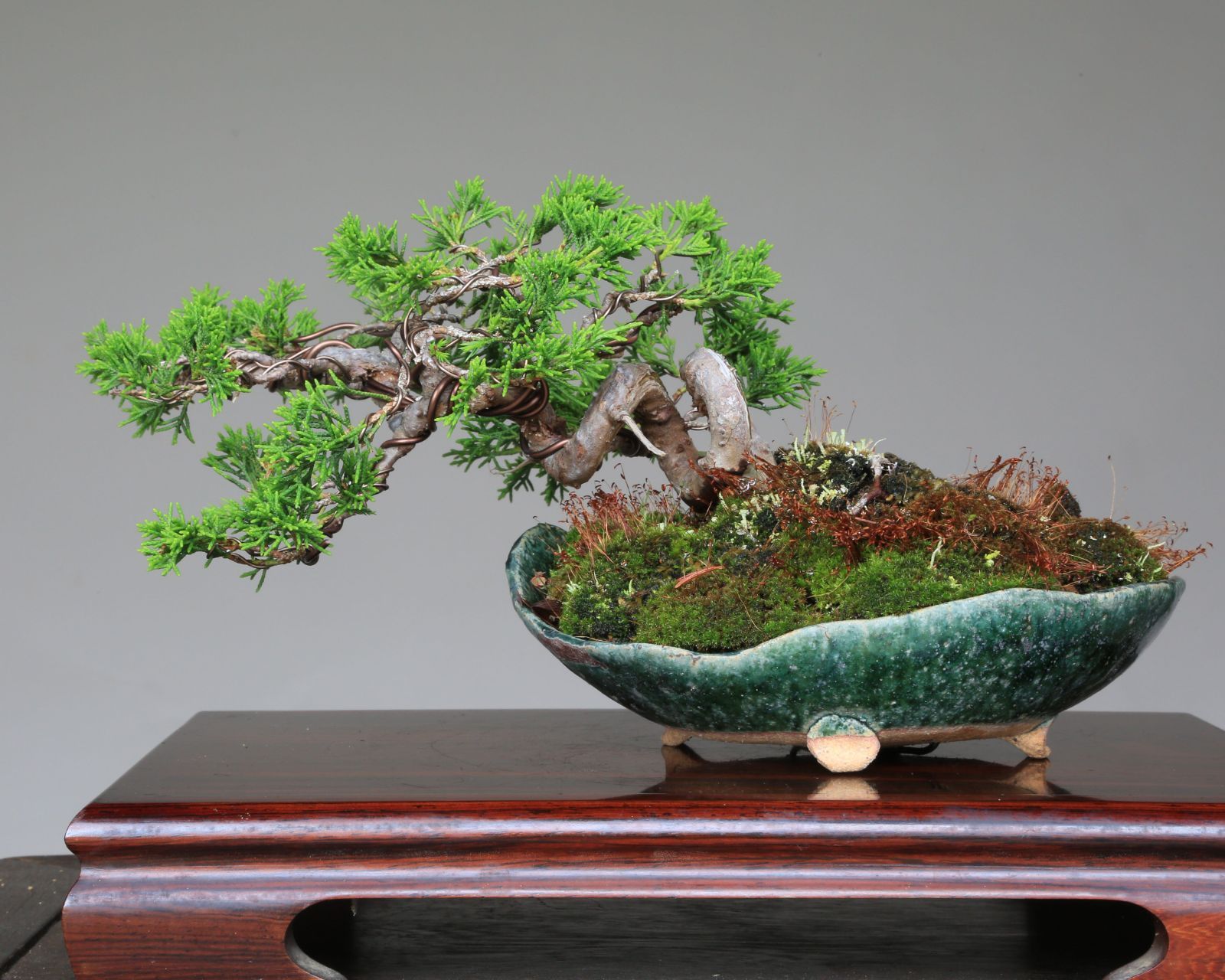 糸魚川真柏[寄せ植え吹き流し]大品盆栽