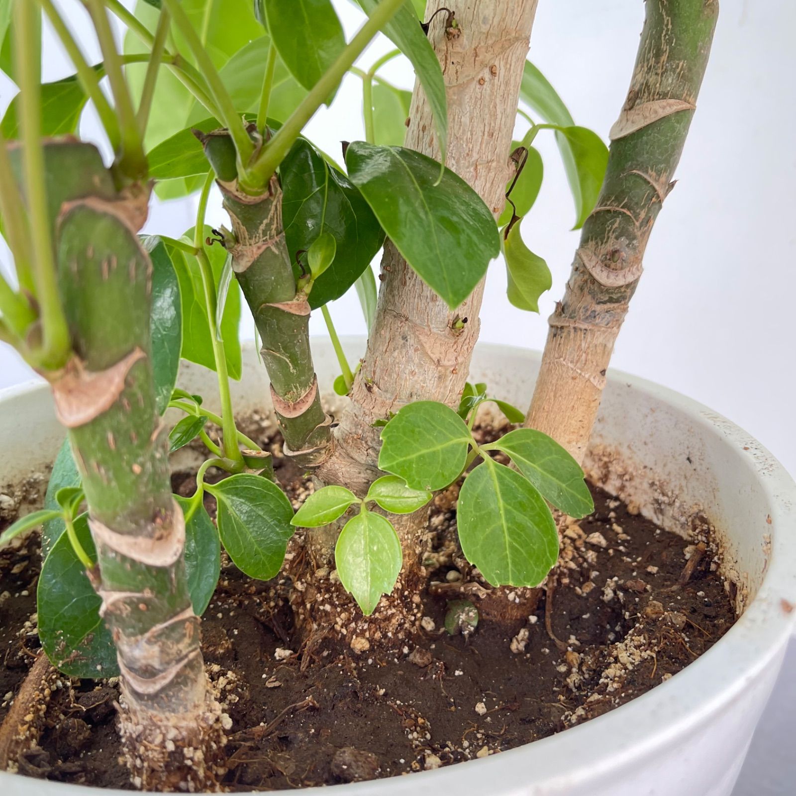 ブラッサイア 3【現品】観葉植物 大型 室内 - メルカリ