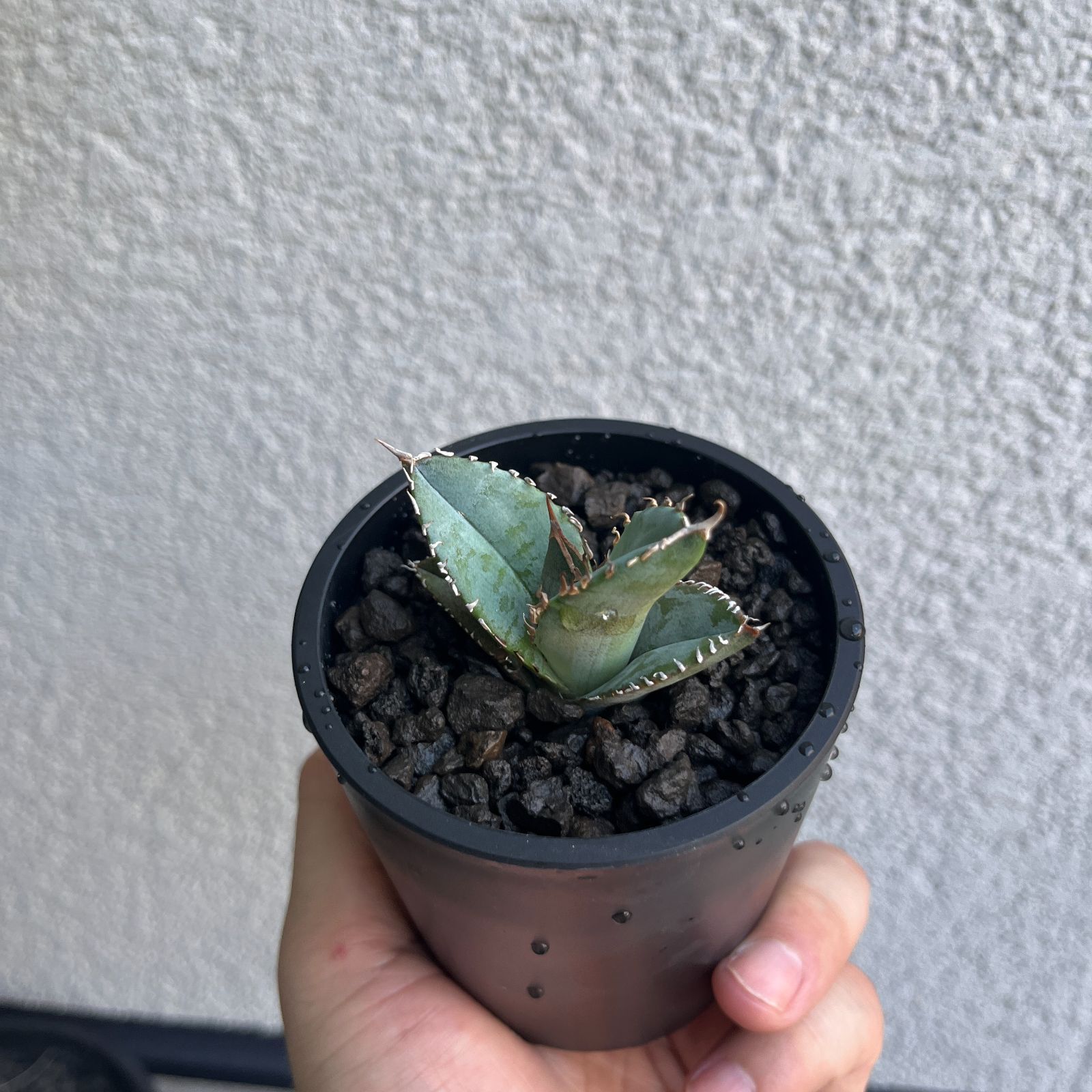 アガベ・オテロイ 実生株3年目｜Agave oteroi119 - メルカリ